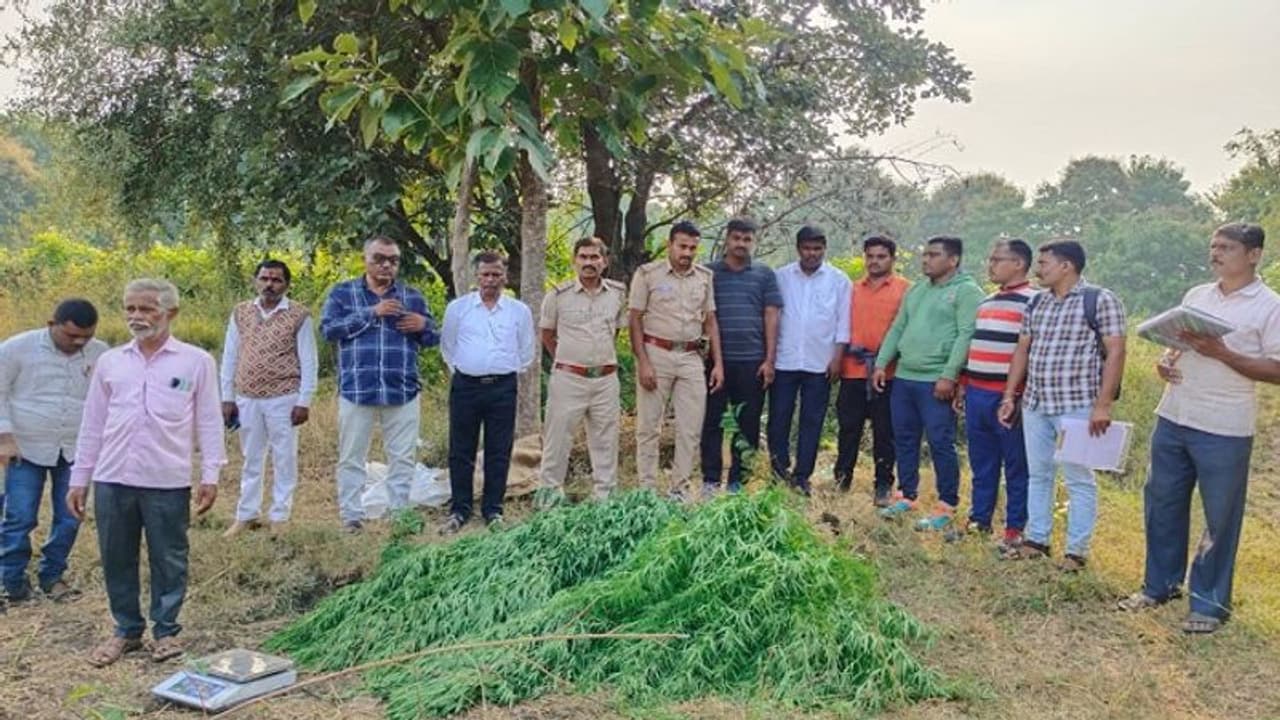 ಬೀದರ್: ಯನಗುಂದಾ ಗ್ರಾಮದಲ್ಲಿ ಹಸಿ ಗಾಂಜಾ ಜಪ್ತಿ, ಇಬ್ಬರ ಬಂಧನ ಬೀದರ್: ಯನಗುಂದಾ ಗ್ರಾಮದಲ್ಲಿ ಹಸಿ ಗಾಂಜಾ ಜಪ್ತಿ, ಇಬ್ಬರ ಬಂಧನ