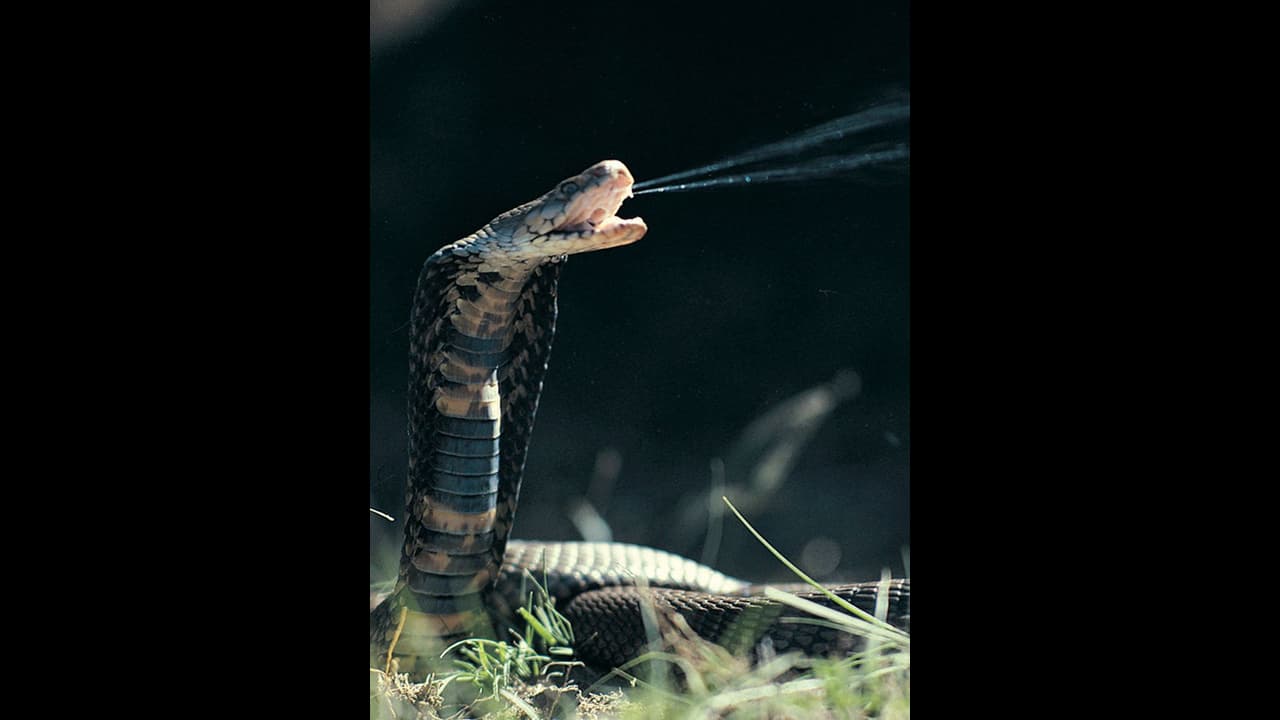 பாம்பு கடித்தால் உயிருக்கேஆபத்து.. ஆனால் பாம்பு விஷத்தை குடித்தால் என்ன ஆகும் தெரியுமா?