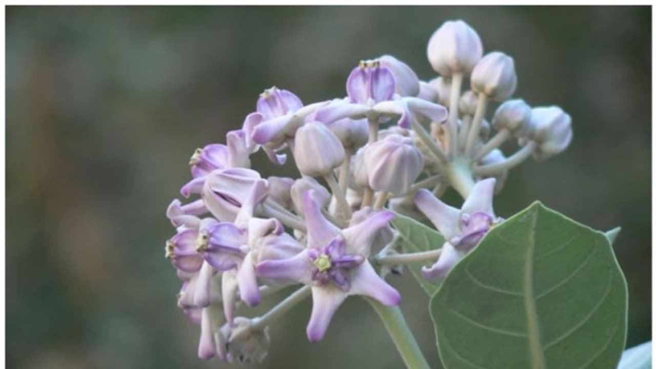 എരിക്ക് പൂവിന്റെ ഐതിഹ്യവും ഔഷധഗുണവും എരിക്ക് പൂവിന്റെ ഐതിഹ്യവും ഔഷധഗുണവും