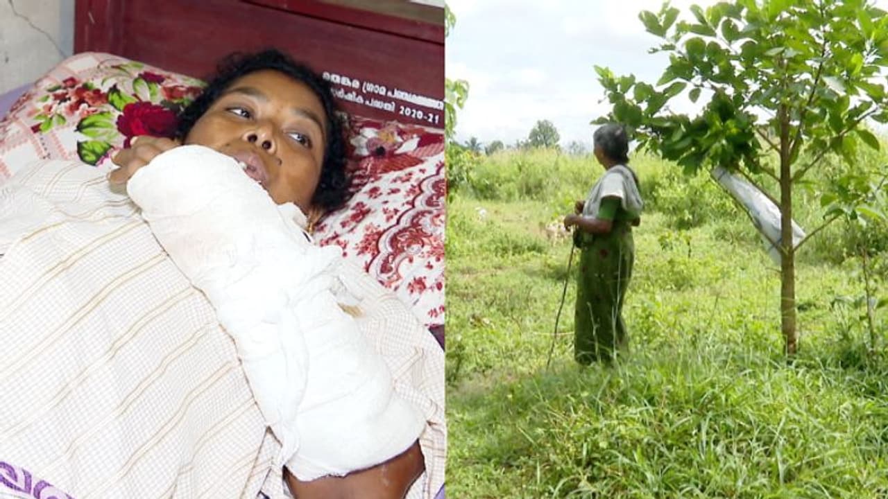 'വിരൽ കാട്ടുപന്നി കടിച്ചുമുറിച്ച് കൊണ്ടുപോയി, ഭർത്താവ് കിടപ്പുരോഗി, ഇനി എങ്ങനെ ജീവിതം?' കണ്ണീരോടെ സുലോചന 'വിരൽ കാട്ടുപന്നി കടിച്ചുമുറിച്ച് കൊണ്ടുപോയി, ഭർത്താവ് കിടപ്പുരോഗി, ഇനി എങ്ങനെ ജീവിതം?' കണ്ണീരോടെ സുലോചന