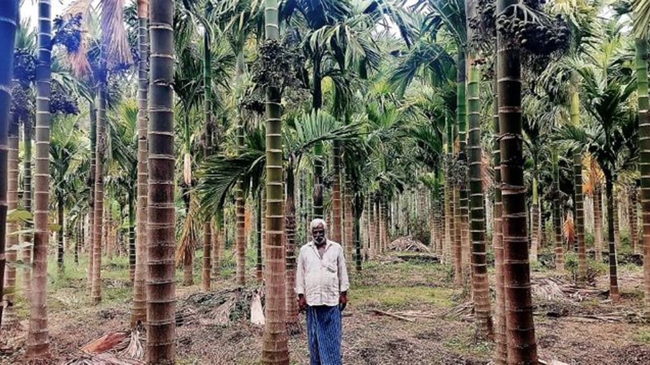 'ಅಡಿಕೆ ಬೆಳೆಯಿಂದ ರೈತರಿಗೆ ಉತ್ತಮ ಆದಾಯ ' 'ಅಡಿಕೆ ಬೆಳೆಯಿಂದ ರೈತರಿಗೆ ಉತ್ತಮ ಆದಾಯ '