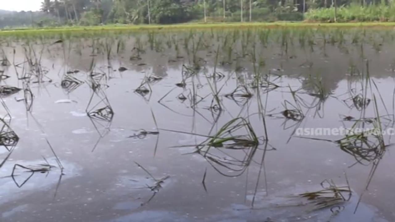 തരിശുപാടം ഉഴുത് കൃഷിയിറക്കി, ഒറ്റ മഴയിൽ 25 ഏക്കർ വെള്ളത്തിൽ, കണ്ണീർപ്പാടത്ത് എന്തുചെയ്യുമെന്നറിയാതെ 10 പേർ തരിശുപാടം ഉഴുത് കൃഷിയിറക്കി, ഒറ്റ മഴയിൽ 25 ഏക്കർ വെള്ളത്തിൽ, കണ്ണീർപ്പാടത്ത് എന്തുചെയ്യുമെന്നറിയാതെ 10 പേർ
