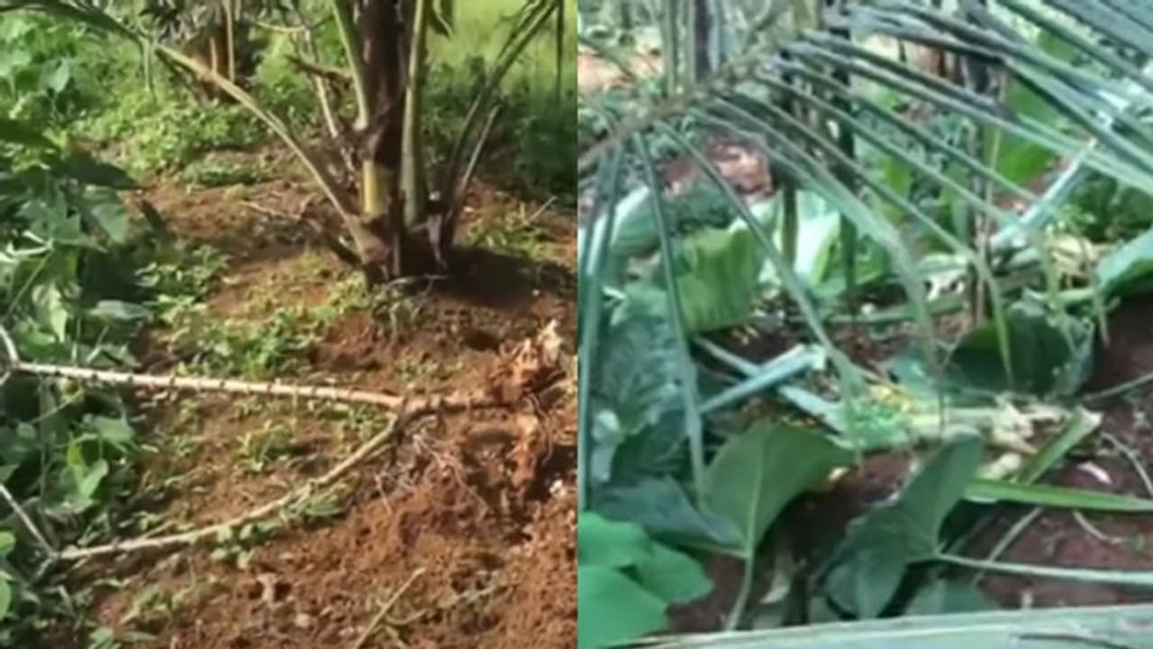 'വാഴ, ചേമ്പ്, കാച്ചിൽ, കപ്പ എല്ലാം നശിപ്പിച്ചു, കൃഷി തന്നെ നിർത്തേണ്ടിവരും': പന്നി ശല്യത്തിൽ വലഞ്ഞ് കർഷകർ 'വാഴ, ചേമ്പ്, കാച്ചിൽ, കപ്പ എല്ലാം നശിപ്പിച്ചു, കൃഷി തന്നെ നിർത്തേണ്ടിവരും': പന്നി ശല്യത്തിൽ വലഞ്ഞ് കർഷകർ