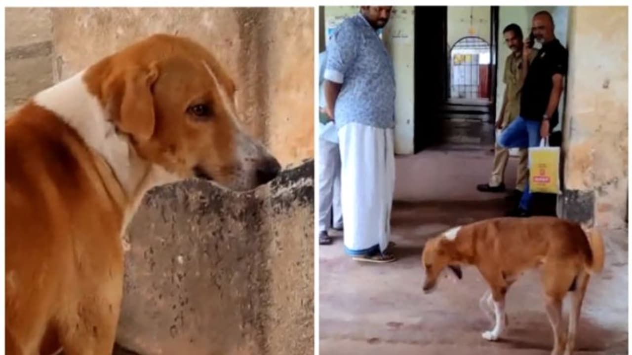 മരിച്ച് പോയ ഉടമ തിരിച്ച് വരുന്നതും കാത്ത് മോര്‍ച്ചറിക്ക് മുന്നില്‍ നായ; കണ്ണീരണിഞ്ഞ് സോഷ്യല്‍ മീഡിയ !