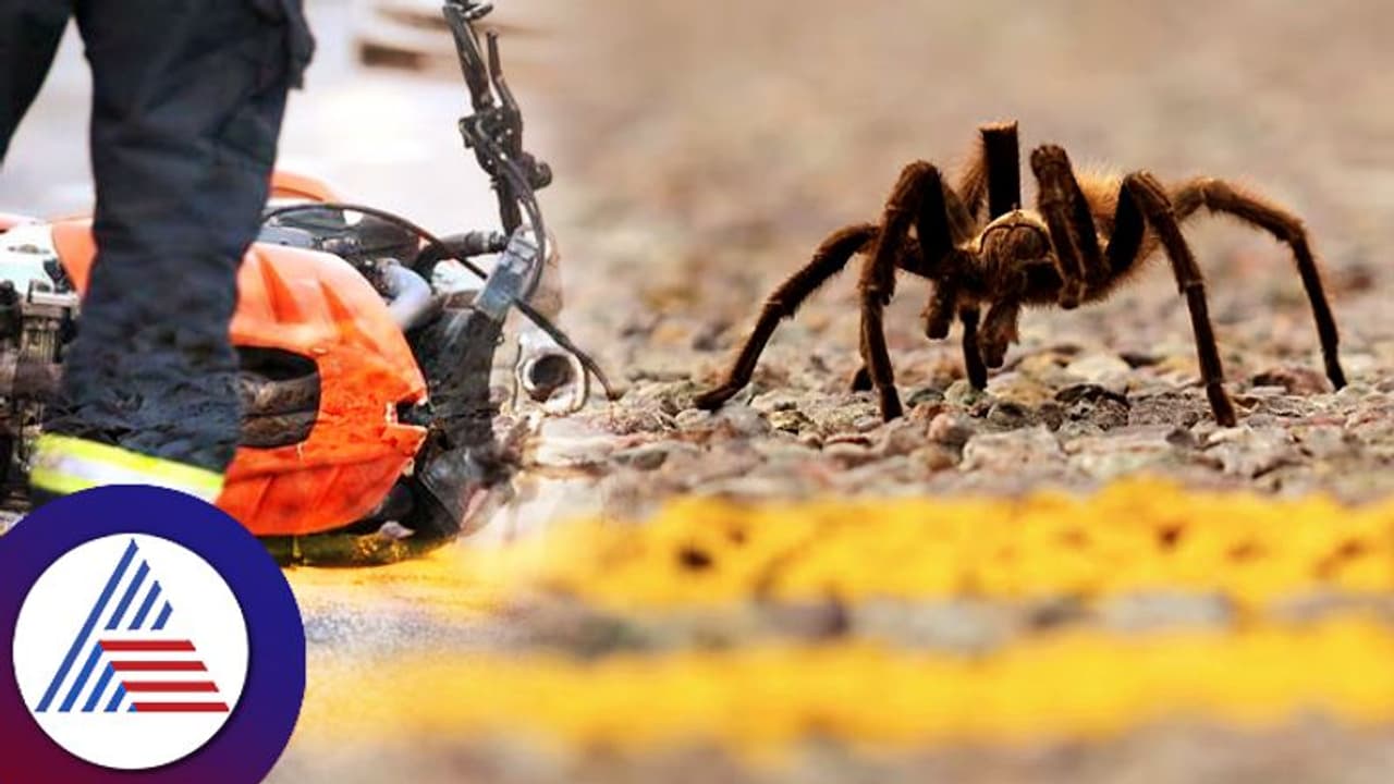 ಕಿಚ್ಚನ 'ಈಗ' ಮೂವಿ ನೋಡಿದ್ದೀರಾ? ಅಂಥದ್ದೇ ಘಟನೆಯಲ್ಲಿ ಅಪಘಾತಕ್ಕೆ ಕಾರಣವಾದ ಜೇಡ! ಕಿಚ್ಚನ 'ಈಗ' ಮೂವಿ ನೋಡಿದ್ದೀರಾ? ಅಂಥದ್ದೇ ಘಟನೆಯಲ್ಲಿ ಅಪಘಾತಕ್ಕೆ ಕಾರಣವಾದ ಜೇಡ!