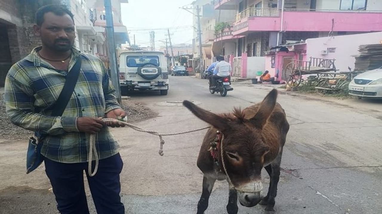 ವಿಜಯಪುರ: ಕತ್ತೆಗೂ ಬಂತು ಒಳ್ಳೆಯ ಕಾಲ, ಹಾಲಿಗೆ ಬಂತು ಭಾರೀ ಬೇಡಿಕೆ..! ವಿಜಯಪುರ: ಕತ್ತೆಗೂ ಬಂತು ಒಳ್ಳೆಯ ಕಾಲ, ಹಾಲಿಗೆ ಬಂತು ಭಾರೀ ಬೇಡಿಕೆ..!