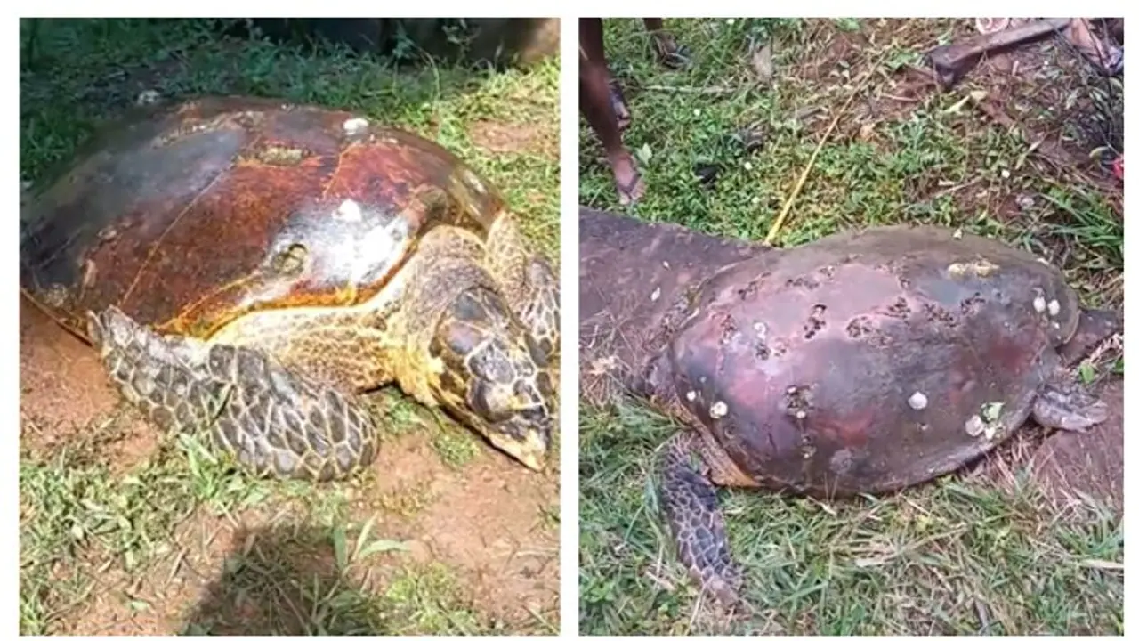 ആദ്യം ചീങ്കണ്ണിയെന്ന് കരുതി; കരയ്ക്കെത്തിച്ചപ്പോൾ ഭീമൻ ആമ; കോഴിക്കോട് ഭീമനാമയെ പിടികൂടി ആദ്യം ചീങ്കണ്ണിയെന്ന് കരുതി; കരയ്ക്കെത്തിച്ചപ്പോൾ ഭീമൻ ആമ; കോഴിക്കോട് ഭീമനാമയെ പിടികൂടി