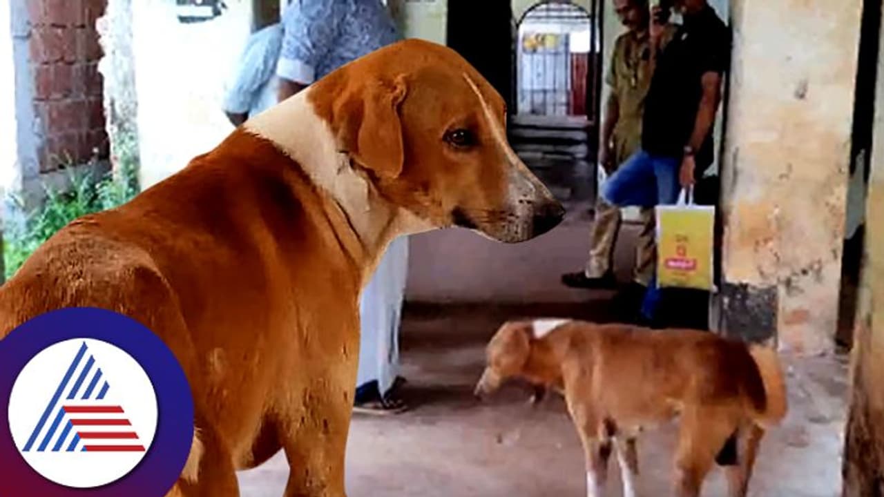 ಮೃತ ಮಾಲೀಕನಿಗಾಗಿ 4 ತಿಂಗ್ಳಿಂದ ಆಸ್ಪತ್ರೆ ಶವಾಗಾರದ ಹೊರ ಕಾಯ್ತಿದೆ ಈ ಶ್ವಾನ! ಮೃತ ಮಾಲೀಕನಿಗಾಗಿ 4 ತಿಂಗ್ಳಿಂದ ಆಸ್ಪತ್ರೆ ಶವಾಗಾರದ ಹೊರ ಕಾಯ್ತಿದೆ ಈ ಶ್ವಾನ!