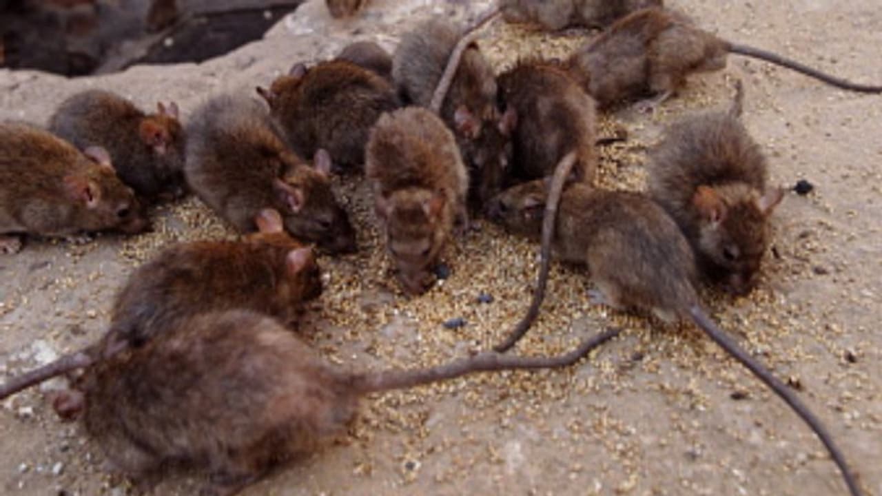 സ്റ്റേഷനിൽ എലിശല്യം രൂക്ഷം, നശിപ്പിച്ചത് 60 ബോട്ടിൽ മദ്യമെന്ന് കോടതിയിൽ പൊലീസ് റിപ്പോർട്ട് 