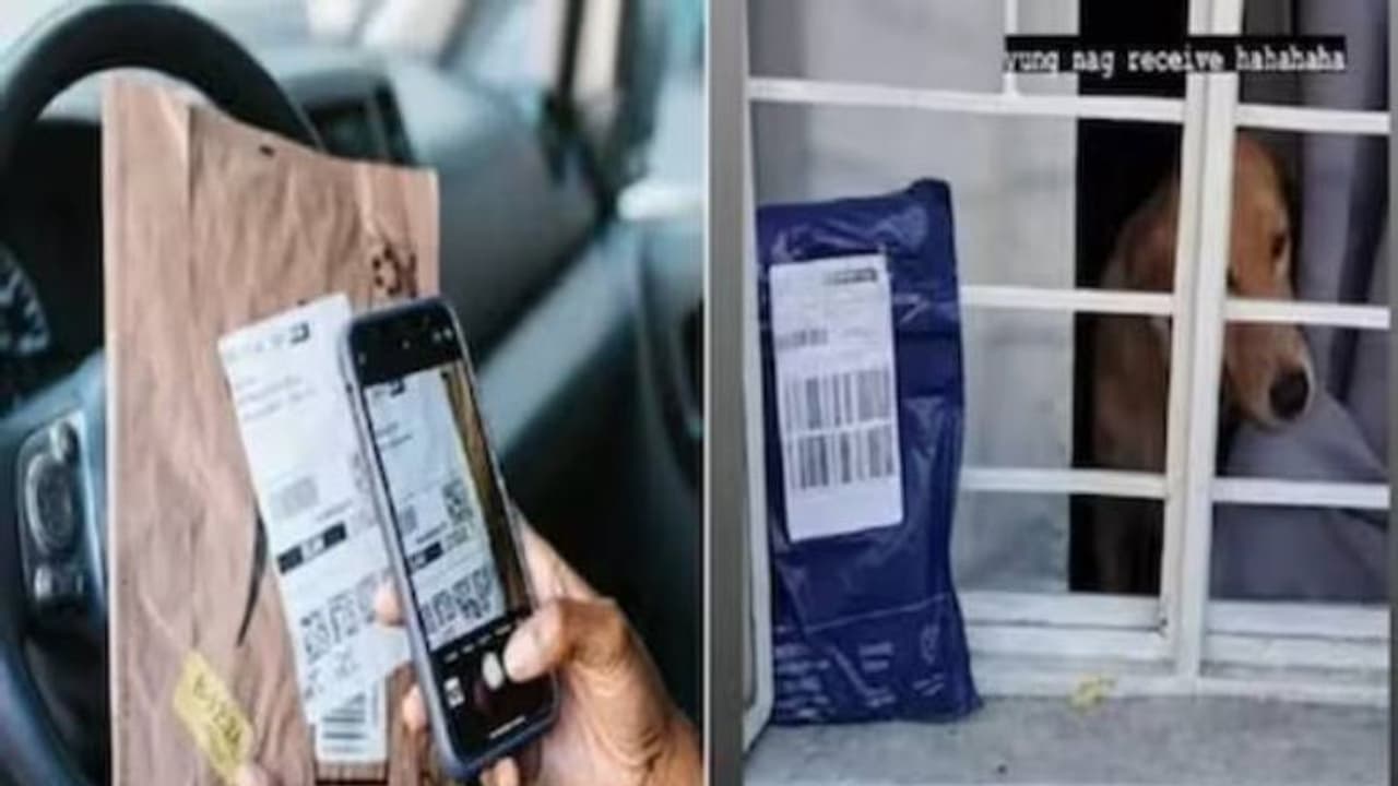 ഉടമയുടെ അഭാവത്തിൽ പാഴ്സല്‍ സ്വീകരിച്ച് നായ, ഗോൾഡൻ റിട്രീവർ ഗോൾഡൻ റിസീവറായപ്പോള്‍...