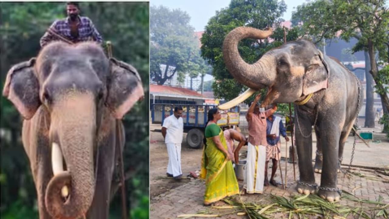 'മയക്കുവെടിയേറ്റത് 3 തവണ, ഒരു കൊമ്പ് ഒടിഞ്ഞു, 25 വർഷം ചങ്ങലയിൽ'; പാപ്പാനെ കൊന്ന 'ചന്ദ്രശേഖരന്' പണ്ടേ വില്ലൻ 'മയക്കുവെടിയേറ്റത് 3 തവണ, ഒരു കൊമ്പ് ഒടിഞ്ഞു, 25 വർഷം ചങ്ങലയിൽ'; പാപ്പാനെ കൊന്ന 'ചന്ദ്രശേഖരന്' പണ്ടേ വില്ലൻ