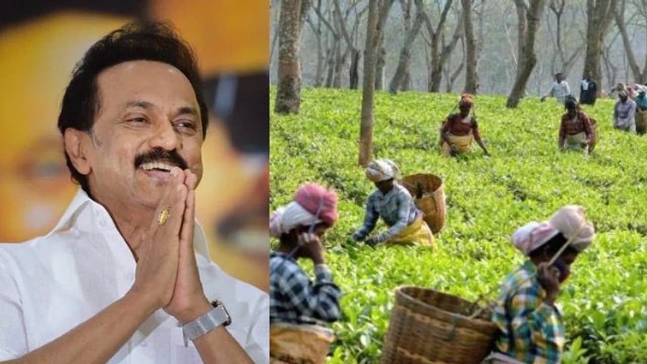 தேயிலைத் தோட்ட தொழிலாளர்களுக்கு 20 % தீபாவளி போனஸ்.. தினக்கூலி ரூ.438 ஆக அதிகரிப்பு தமிழ்நாடு அரசு தேயிலைத் தோட்ட தொழிலாளர்களுக்கு 20 % தீபாவளி போனஸ்.. தினக்கூலி ரூ.438 ஆக அதிகரிப்பு தமிழ்நாடு அரசு