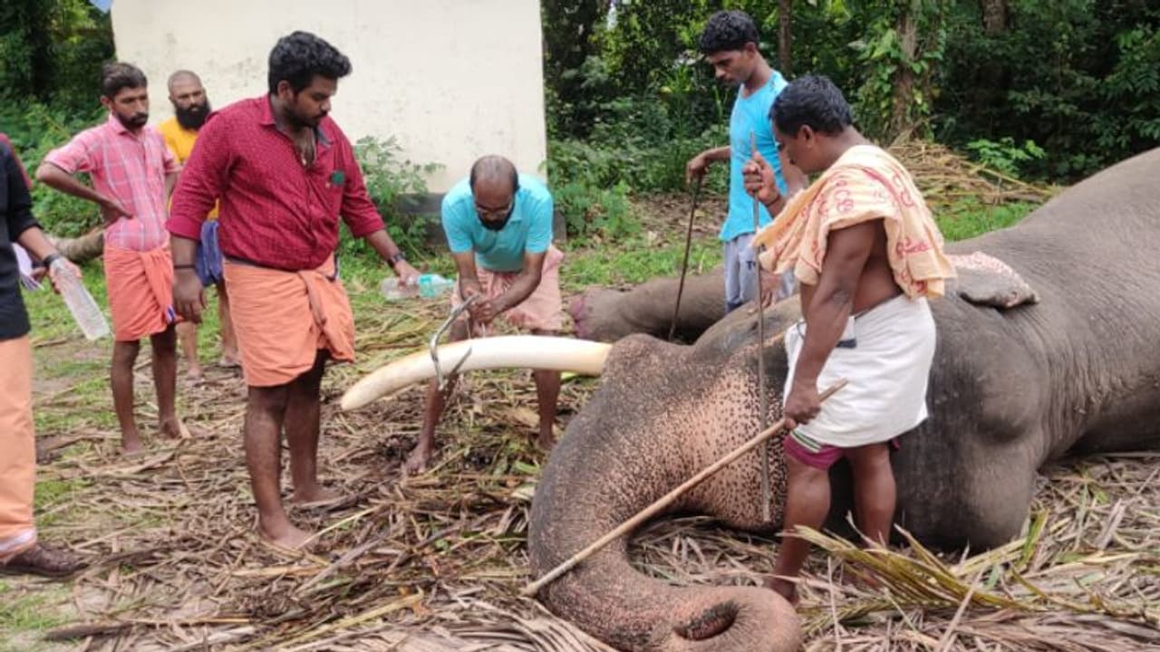 ഇത് ആറാം തവണ! ഗജവീരൻ സ്കന്ദന്റെ കൊമ്പുകൾ മുറിച്ചുമാറ്റി ഇത് ആറാം തവണ! ഗജവീരൻ സ്കന്ദന്റെ കൊമ്പുകൾ മുറിച്ചുമാറ്റി