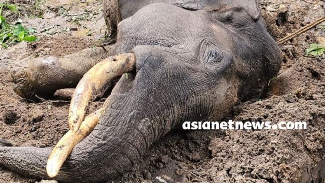 വയനാട് വന്യജീവി സങ്കേതത്തിൽ 20 വയസുള്ള കാട്ടുകൊമ്പൻ ചരിഞ്ഞ നിലയിൽ; ജഡം സംസ്കരിച്ചു വയനാട് വന്യജീവി സങ്കേതത്തിൽ 20 വയസുള്ള കാട്ടുകൊമ്പൻ ചരിഞ്ഞ നിലയിൽ; ജഡം സംസ്കരിച്ചു