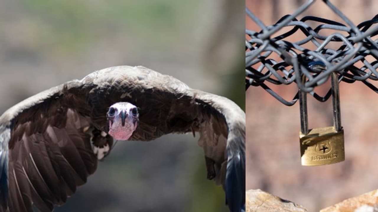 കഴുകന്മാരുടെ ജീവനെടുക്കുന്ന 'ലവ് ലോക്കുകൾ', വിനോദ സഞ്ചാരികൾക്കെതിരെ രൂക്ഷവിമർശനവുമായി ദേശീയോദ്യാനപാലകർ 