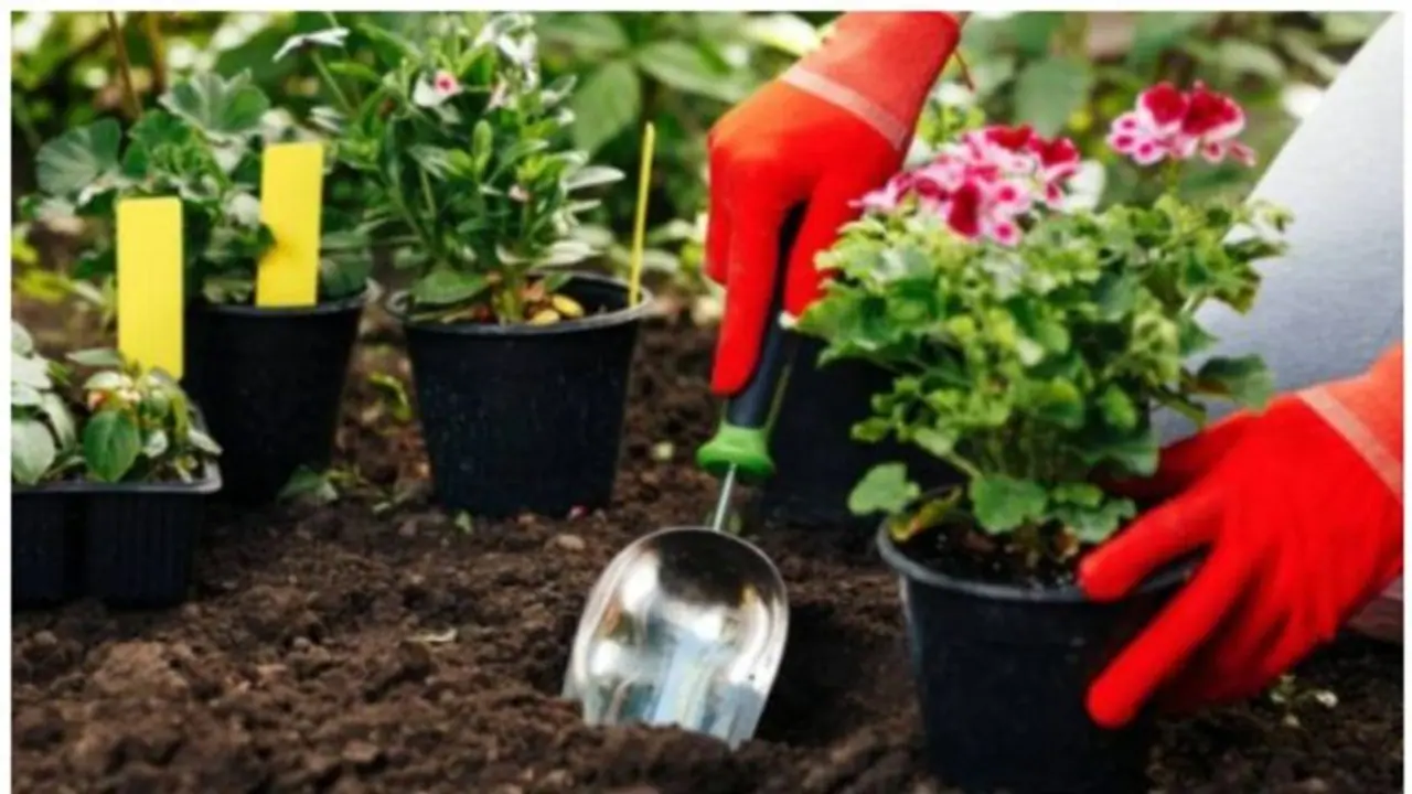 വീട്ടുമുറ്റത്തൊരു മനോഹരമായൊരു പൂന്തോട്ടം ഒരുക്കാം ; അറിഞ്ഞിരിക്കാം ഇക്കാര്യങ്ങൾ വീട്ടുമുറ്റത്തൊരു മനോഹരമായൊരു പൂന്തോട്ടം ഒരുക്കാം ; അറിഞ്ഞിരിക്കാം ഇക്കാര്യങ്ങൾ