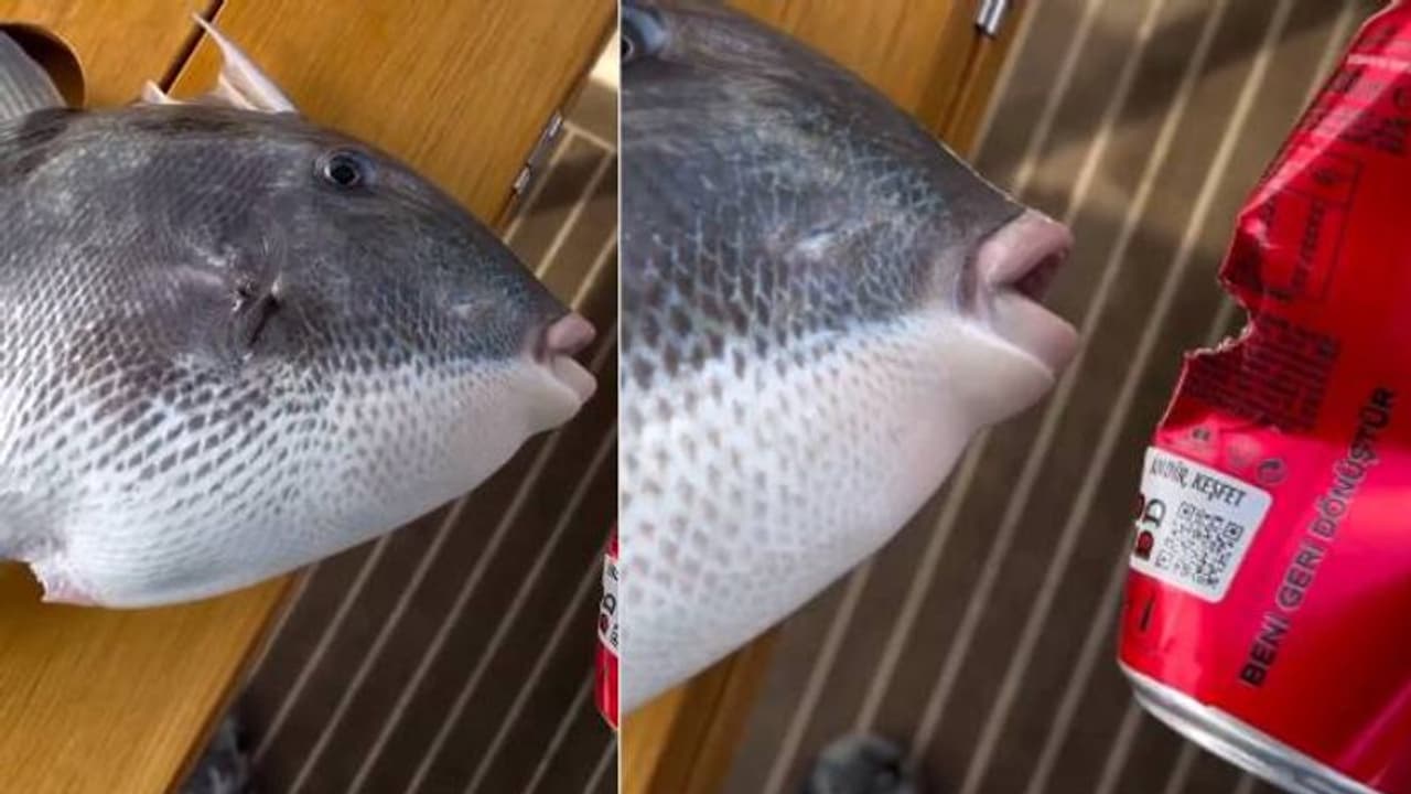 ഒറ്റനിമിഷം പോലും വേണ്ട, കാൻ കടിച്ചുമുറിച്ച് മത്സ്യം, പല്ലിന്റെ കരുത്ത് കണ്ട് അമ്പരന്ന് സോഷ്യൽ മീഡിയ! ഒറ്റനിമിഷം പോലും വേണ്ട, കാൻ കടിച്ചുമുറിച്ച് മത്സ്യം, പല്ലിന്റെ കരുത്ത് കണ്ട് അമ്പരന്ന് സോഷ്യൽ മീഡിയ!