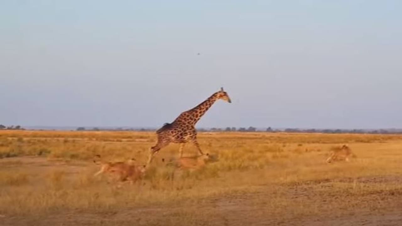 ഒരുകൂട്ടം സിംഹങ്ങൾ, ഒറ്റക്കൊരു ജിറാഫ്, പൊരിഞ്ഞ ഓട്ടം, പിന്നെ സംഭവിച്ചത്..!
