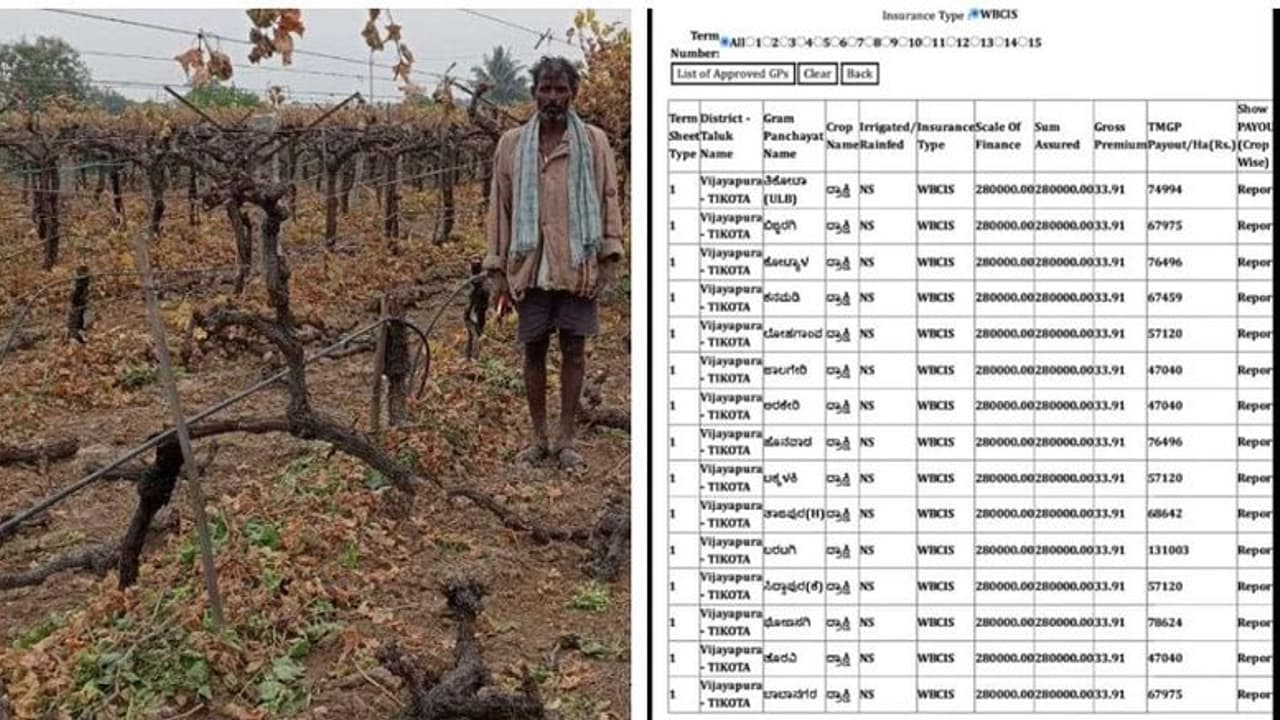 ಬರದ ಬರೆಯ ನಡುವೆ ದ್ರಾಕ್ಷಿ ಬೆಳೆದ ರೈತರಿಗೆ ಇನ್ಸುರೆನ್ಸ್‌ ಶಾಕ್: ವಿಮಾ ಕಂಪನಿಯ ಮಹಾ ದೋಖಾ, ರೈತರೇ ಕಂಗಾಲು!