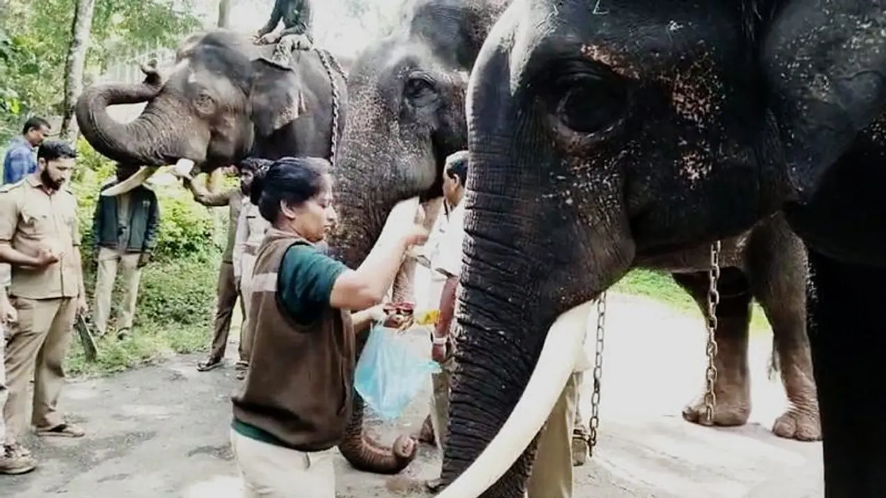 ಸಿಎಂ ಸೂಚನೆ ಹಿನ್ನೆಲೆಯಲ್ಲಿ ಕಾಡಾನೆ ಸೆರೆಗೆ ಕಾರ್ಯಾಚರಣೆ ಆರಂಭ: ಮೂರು ಆನೆಗಳು ಭಾಗಿ! ಸಿಎಂ ಸೂಚನೆ ಹಿನ್ನೆಲೆಯಲ್ಲಿ ಕಾಡಾನೆ ಸೆರೆಗೆ ಕಾರ್ಯಾಚರಣೆ ಆರಂಭ: ಮೂರು ಆನೆಗಳು ಭಾಗಿ!