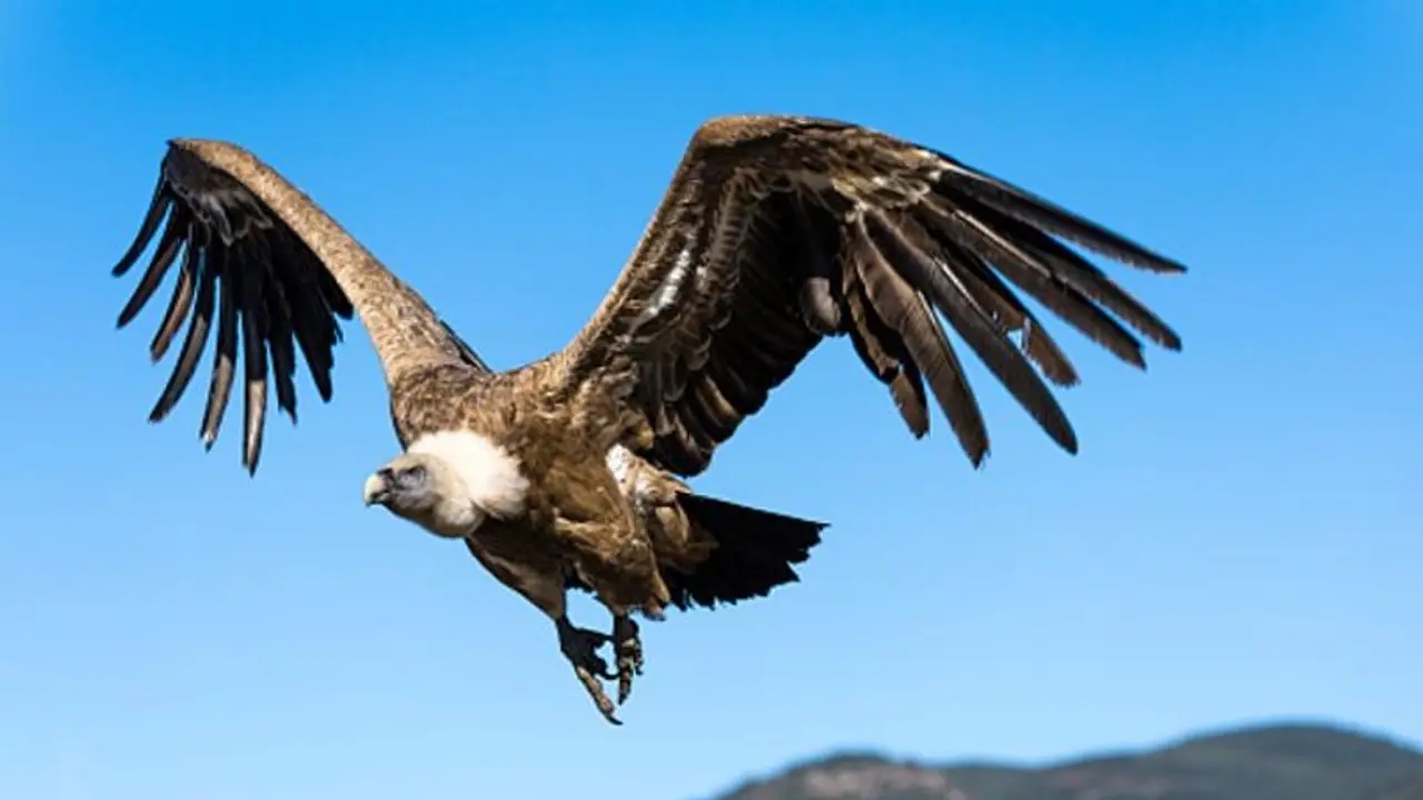 Israel uses vultures, eagles and other carrion eating birds to locate Hamas attack victims' remains Israel uses vultures, eagles and other carrion eating birds to locate Hamas attack victims' remains