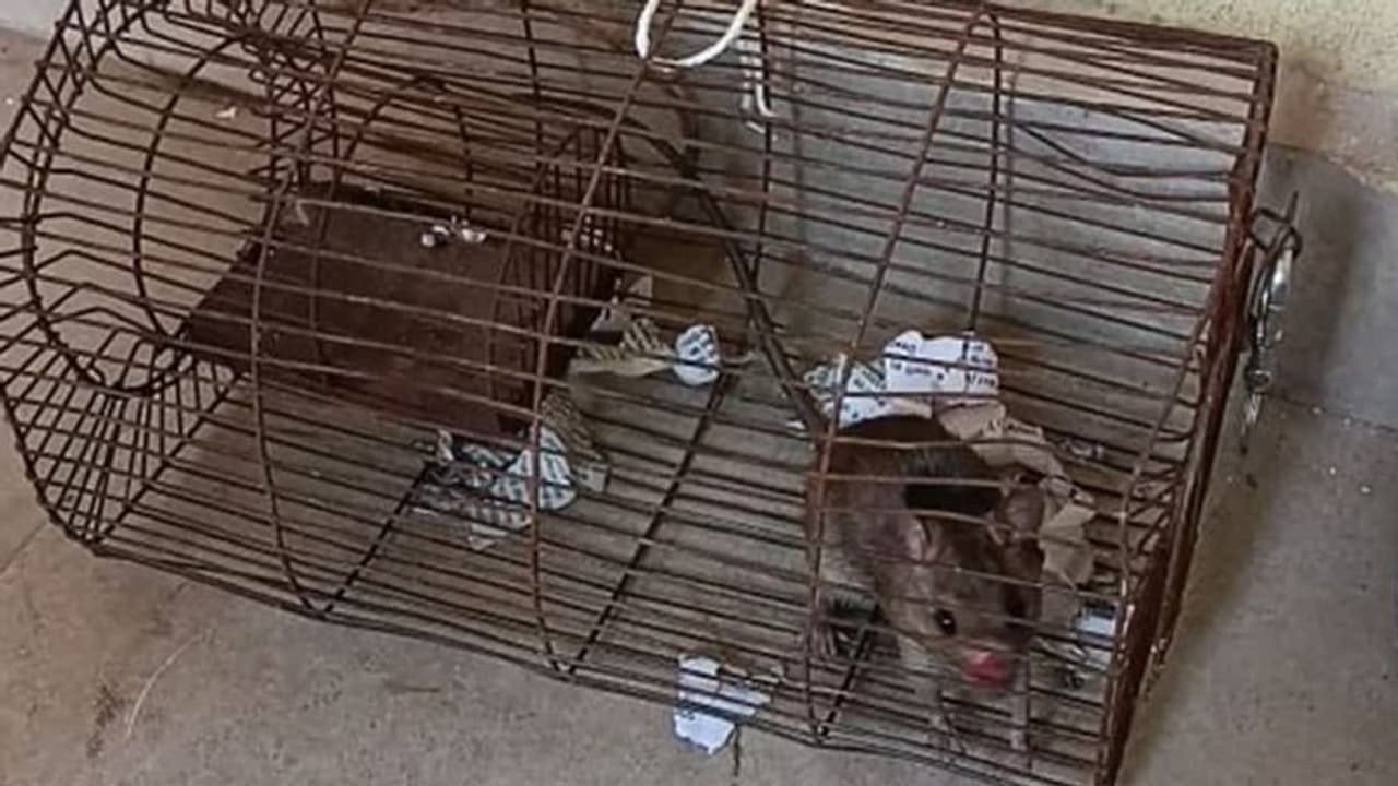 തസ്കരമൂഷികർ 'ജയിലിൽ!' കുറ്റം മോഷ്ടിച്ചുള്ള മദ്യപാനം, കഞ്ചാവിലും കണ്ണുണ്ട്, കൌതുകമുള്ള പൊലീസ് വിശദീകരണം തസ്കരമൂഷികർ 'ജയിലിൽ!' കുറ്റം മോഷ്ടിച്ചുള്ള മദ്യപാനം, കഞ്ചാവിലും കണ്ണുണ്ട്, കൌതുകമുള്ള പൊലീസ് വിശദീകരണം