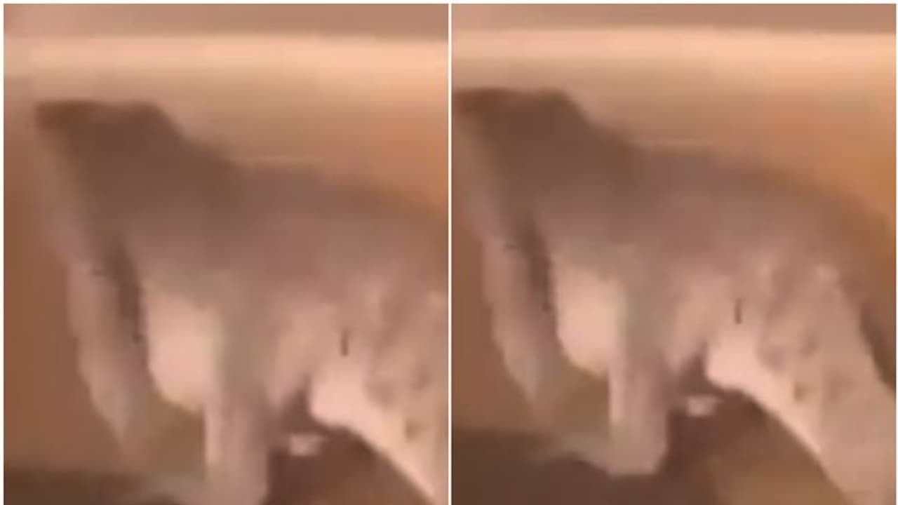 സൈഡ് പ്ലീസ്! ചീറിപ്പായുന്ന കാറുകള്ക്കിടയില് റോഡിലിറങ്ങി 'ഭീകരന്'; അമ്പരന്ന് യാത്രക്കാര്, സംഭവിച്ചത്... സൈഡ് പ്ലീസ്! ചീറിപ്പായുന്ന കാറുകള്ക്കിടയില് റോഡിലിറങ്ങി 'ഭീകരന്'; അമ്പരന്ന് യാത്രക്കാര്, സംഭവിച്ചത്...