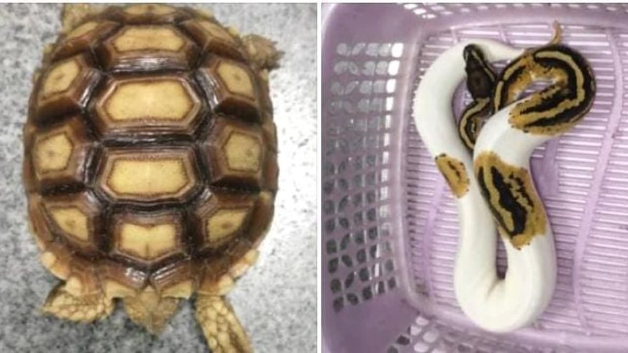 விமான நிலையத்தில் கிடந்த மர்ம பெட்டி.. திறந்து பார்த்த சுங்க அதிகாரிகள் அதிர்ச்சி நெளிந்து ஓடிய பாம்பு, ஓணான்