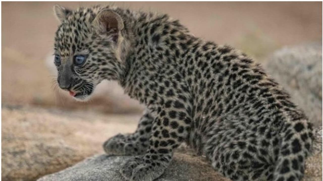 വംശനാശ ഭീഷണിക്കിടെ ആശ്വാസം; ഏഴ്​ അറേബ്യൻ പുള്ളിപ്പുലി കുഞ്ഞുങ്ങൾ കൂടി പിറന്നു 