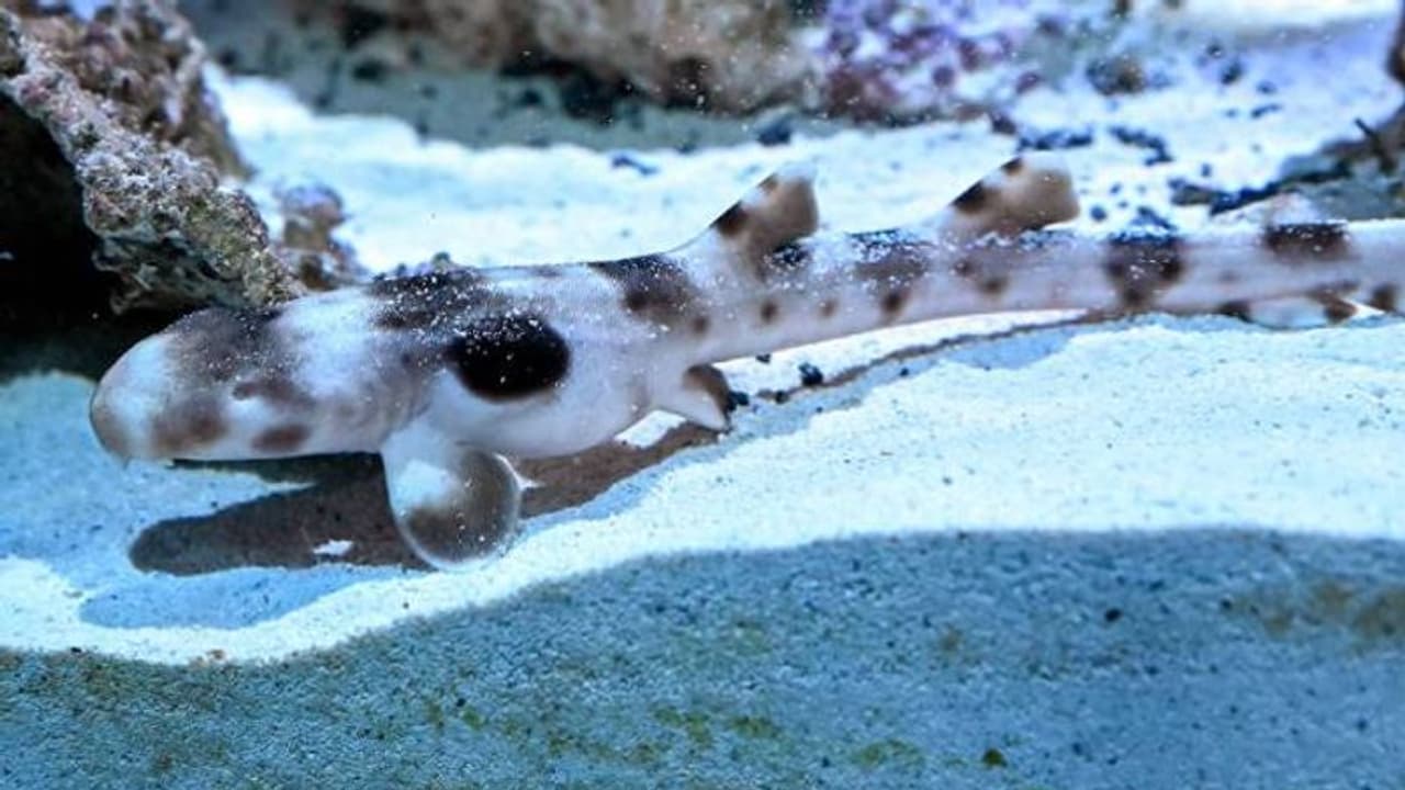 നാല് വർഷമായി ഒറ്റയ്ക്ക്, ഒരു ആൺസ്രാവുമായും സമ്പർക്കമില്ല, എന്നിട്ടും കുഞ്ഞിന് ജന്മം നൽകി സ്രാവ്..! നാല് വർഷമായി ഒറ്റയ്ക്ക്, ഒരു ആൺസ്രാവുമായും സമ്പർക്കമില്ല, എന്നിട്ടും കുഞ്ഞിന് ജന്മം നൽകി സ്രാവ്..!