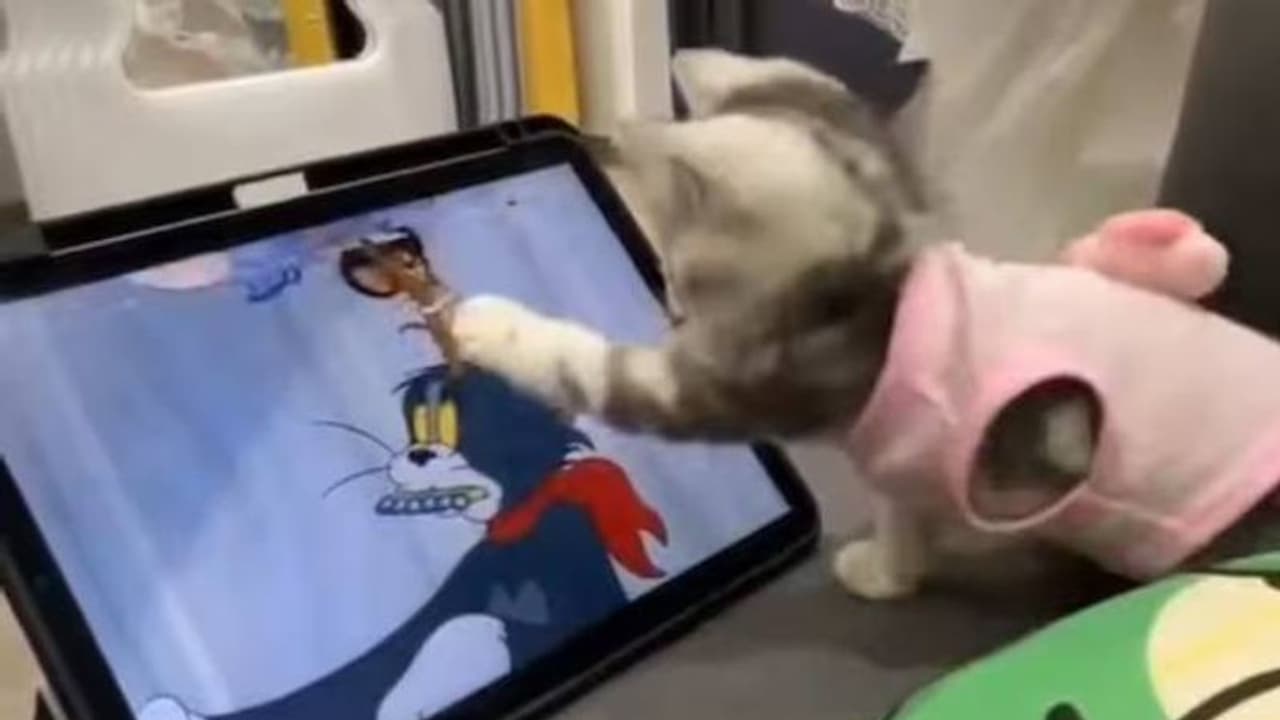 'ടോം ആൻഡ് ജെറി' കാണുന്ന കുട്ടിപ്പൂച്ച ചെയ്തത് കണ്ടാൽ ആരായാലും ചിരിച്ച് പോവും; വീഡിയോ 'ടോം ആൻഡ് ജെറി' കാണുന്ന കുട്ടിപ്പൂച്ച ചെയ്തത് കണ്ടാൽ ആരായാലും ചിരിച്ച് പോവും; വീഡിയോ