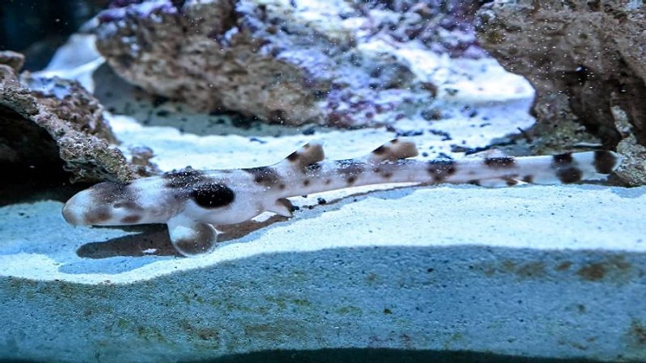 Virgin Brth: ಗಂಡು ಜಾತಿಯ ವೀರ್ಯವಿಲ್ಲದೆ ಮರಿಗೆ ಜನ್ಮ ನೀಡಿದ ಶಾರ್ಕ್! Virgin Brth: ಗಂಡು ಜಾತಿಯ ವೀರ್ಯವಿಲ್ಲದೆ ಮರಿಗೆ ಜನ್ಮ ನೀಡಿದ ಶಾರ್ಕ್!