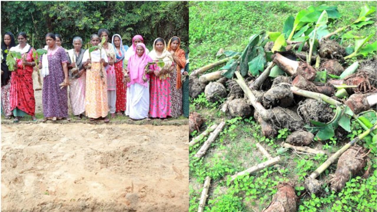40 ദിവസത്തെ അധ്വാനം പാഴായി, പിരിവെടുത്ത് തുടങ്ങിയ കൃഷി നശിപ്പിച്ചു, പരാതിയുമായി സ്ത്രീ സംഘം 40 ദിവസത്തെ അധ്വാനം പാഴായി, പിരിവെടുത്ത് തുടങ്ങിയ കൃഷി നശിപ്പിച്ചു, പരാതിയുമായി സ്ത്രീ സംഘം