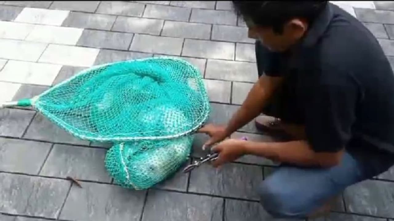 ഒരു നായയുടെ ദുരവസ്ഥ! തലയിൽ കുടുങ്ങിയ പ്ലാസ്റ്റിക് കുപ്പിമായി നടക്കേണ്ടിവന്നത് ദിവസങ്ങളോളം, ഒടുവിൽ രക്ഷ ഒരു നായയുടെ ദുരവസ്ഥ! തലയിൽ കുടുങ്ങിയ പ്ലാസ്റ്റിക് കുപ്പിമായി നടക്കേണ്ടിവന്നത് ദിവസങ്ങളോളം, ഒടുവിൽ രക്ഷ