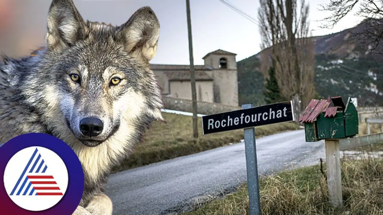 Chernobyl's Wolves develop unique cancer fighting traits, Paving the way for scientific breakthroughs Chernobyl's Wolves develop unique cancer fighting traits, Paving the way for scientific breakthroughs