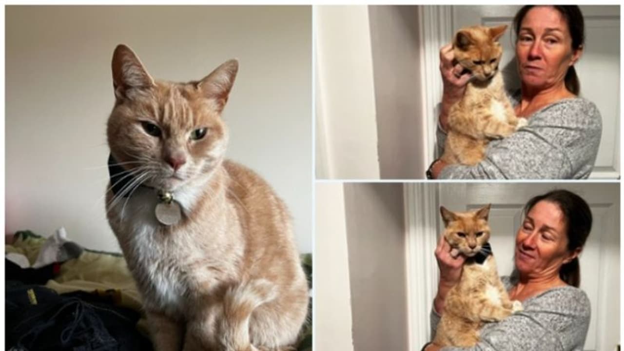 'പൂച്ച കയറി, പുലി വാല് പിടിച്ചു'; നിത്യസന്ദര്ശകനായ പൂച്ചയ്ക്ക് നിരോധനം ഏര്പ്പെടുത്തി, പിന്നാലെ ട്വിസ്റ്റ് ! 'പൂച്ച കയറി, പുലി വാല് പിടിച്ചു'; നിത്യസന്ദര്ശകനായ പൂച്ചയ്ക്ക് നിരോധനം ഏര്പ്പെടുത്തി, പിന്നാലെ ട്വിസ്റ്റ് !