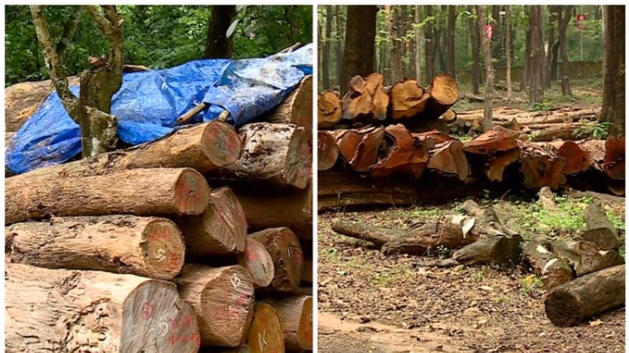 തേക്ക് പ്ലാന്റേഷനിലെ അടക്കിമുറിയിൽ ക്രമക്കേടെന്ന് ആരോപണം; വിജിലൻസ് അന്വേഷണം തുടങ്ങി തേക്ക് പ്ലാന്റേഷനിലെ അടക്കിമുറിയിൽ ക്രമക്കേടെന്ന് ആരോപണം; വിജിലൻസ് അന്വേഷണം തുടങ്ങി