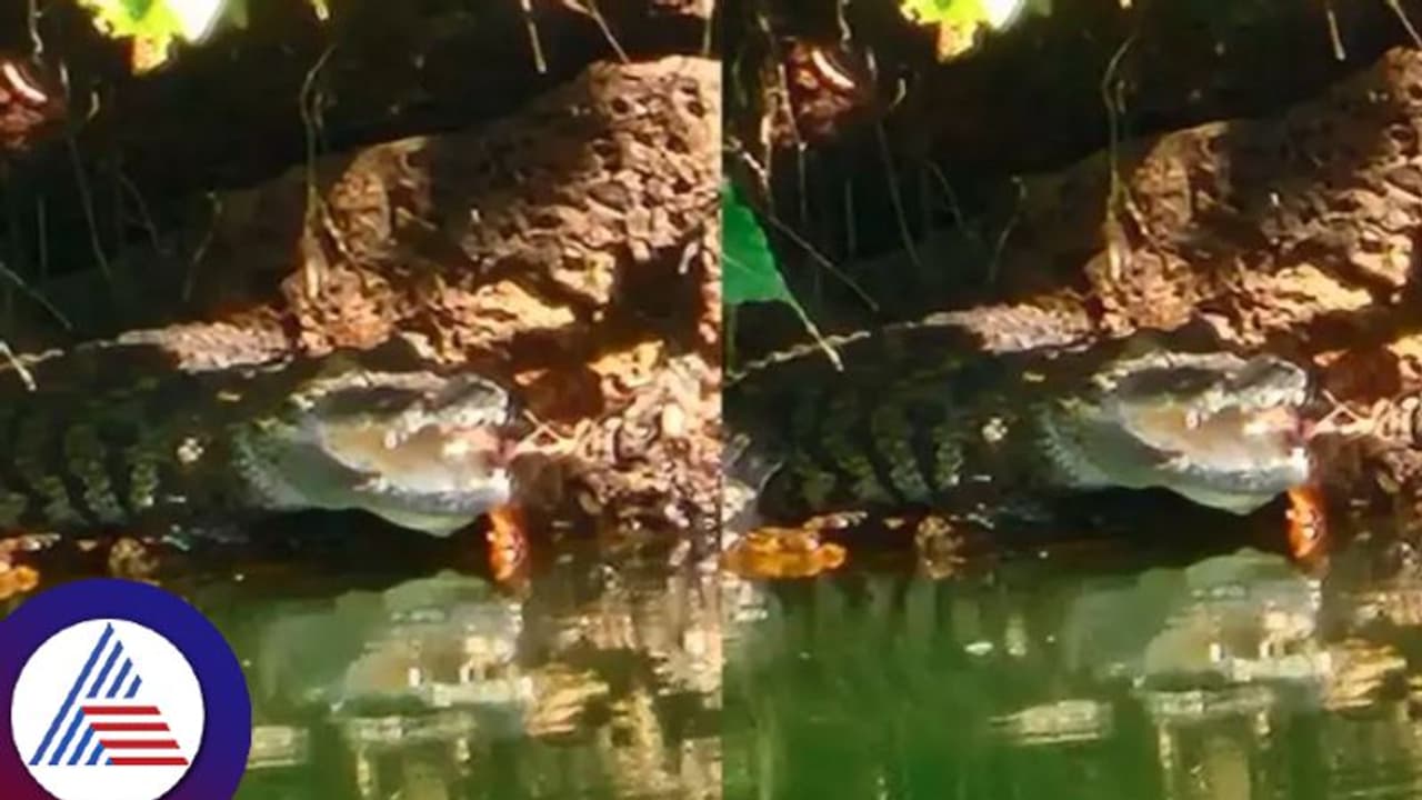 ಕಾಸರಗೋಡಿನ ಅನಂತಪುರ ಸರೋವರ ಕ್ಷೇತ್ರದಲ್ಲಿ ಅಚ್ಚರಿ, ಬಬಿಯಾ ಬಳಿಕ ಮರಿ ಮೊಸಳೆ ಪ್ರತ್ಯಕ್ಷ! ಕಾಸರಗೋಡಿನ ಅನಂತಪುರ ಸರೋವರ ಕ್ಷೇತ್ರದಲ್ಲಿ ಅಚ್ಚರಿ, ಬಬಿಯಾ ಬಳಿಕ ಮರಿ ಮೊಸಳೆ ಪ್ರತ್ಯಕ್ಷ!