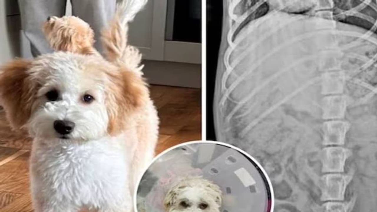 നായ ഭക്ഷണം കഴിക്കുന്നില്ല, വയറ്റിലെ കാഴ്ച കണ്ട് ഡോക്ടർമാരടക്കം ഞെട്ടി, ഒടുവിൽ ശസ്ത്രക്രിയ