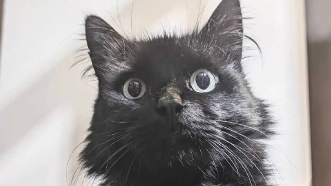 കാണാതായ പൂച്ചയെ എട്ടുമാസങ്ങൾക്ക് ശേഷം കണ്ടെത്തി, 96 കിലോമീറ്ററകലെ മറ്റൊരു ന​ഗരത്തിൽ... 