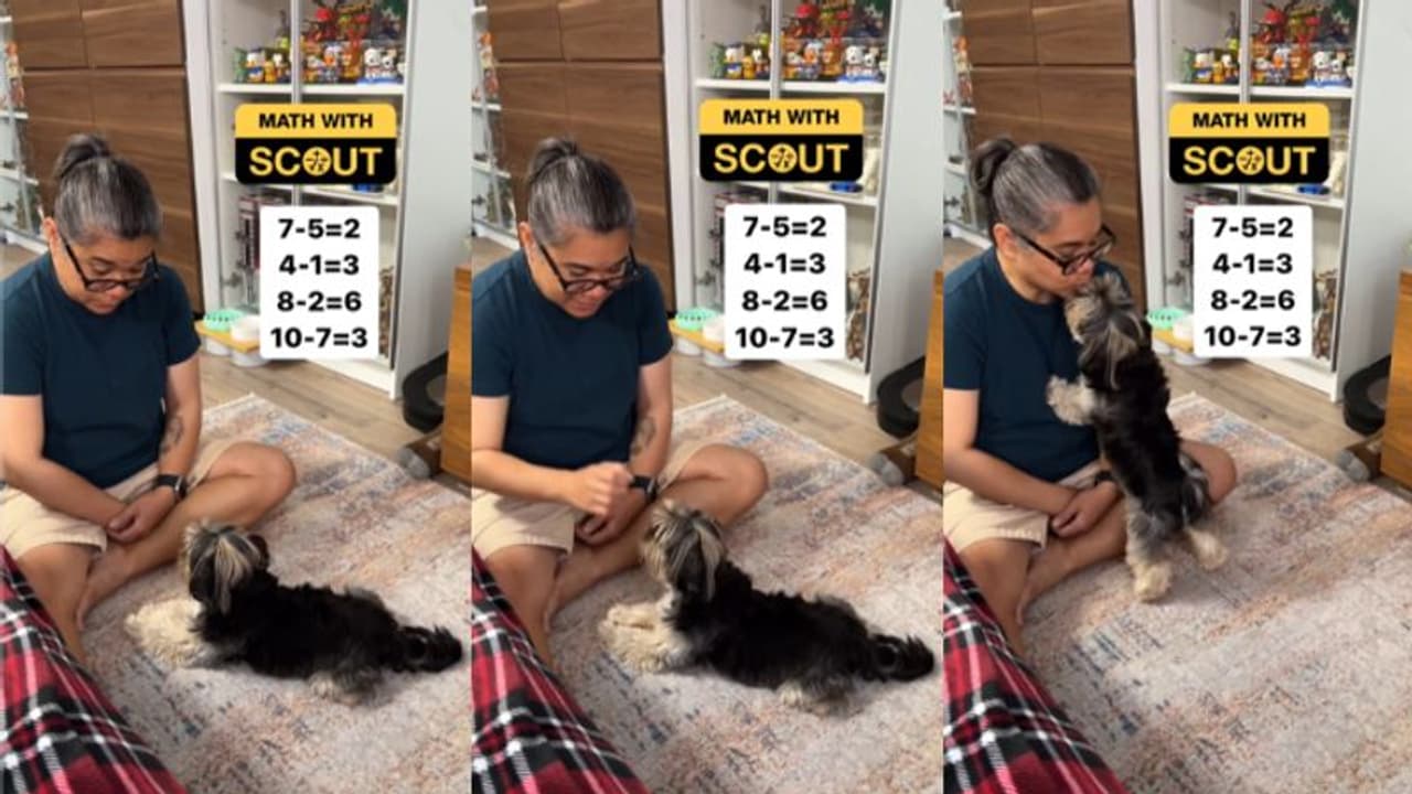 കൂട്ടാനും അറിയാം കുറയ്ക്കാനും അറിയാം; കണക്കില്‍ പുപ്പുലിയാണ് ഈ നായക്കുട്ടി