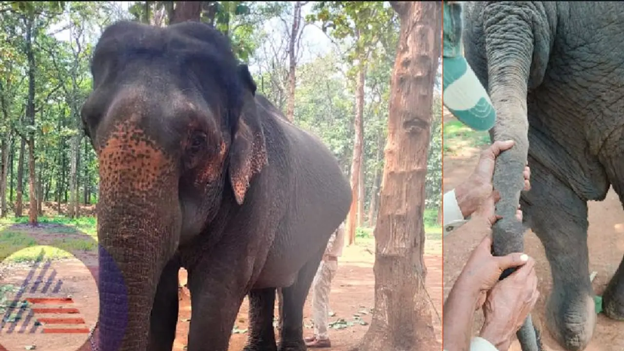 ಸಕ್ರೆಬೈಲು: ಭಾನುಮತಿ ಆನೆಬಾಲಕ್ಕೆ ಮಚ್ಚಿನೇಟು; ಇಬ್ಬರು ಸಿಬ್ಬಂದಿ ಸಸ್ಪೆಂಡ್ ಸಕ್ರೆಬೈಲು: ಭಾನುಮತಿ ಆನೆಬಾಲಕ್ಕೆ ಮಚ್ಚಿನೇಟು; ಇಬ್ಬರು ಸಿಬ್ಬಂದಿ ಸಸ್ಪೆಂಡ್