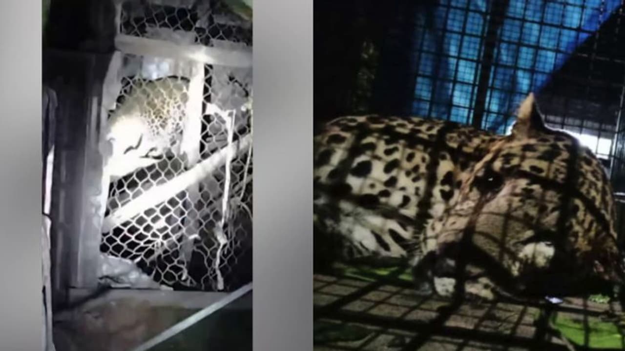 വിശന്നുവലഞ്ഞ് കോഴിക്കൂട്ടില് കയറിയ പുലി 'ട്രാപ്പിലായി', അസാധാരണ സംഭവം വയനാട്ടില്: വീഡിയോ വിശന്നുവലഞ്ഞ് കോഴിക്കൂട്ടില് കയറിയ പുലി 'ട്രാപ്പിലായി', അസാധാരണ സംഭവം വയനാട്ടില്: വീഡിയോ