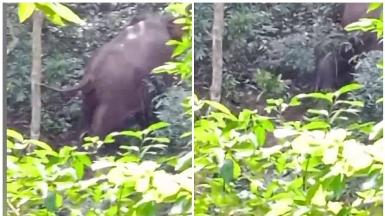 കണ്ണൂരില് കൃഷിയിടത്തിൽ പ്രസവിച്ച് കാട്ടാന; ദൃശ്യങ്ങള് പുറത്ത് കണ്ണൂരില് കൃഷിയിടത്തിൽ പ്രസവിച്ച് കാട്ടാന; ദൃശ്യങ്ങള് പുറത്ത്