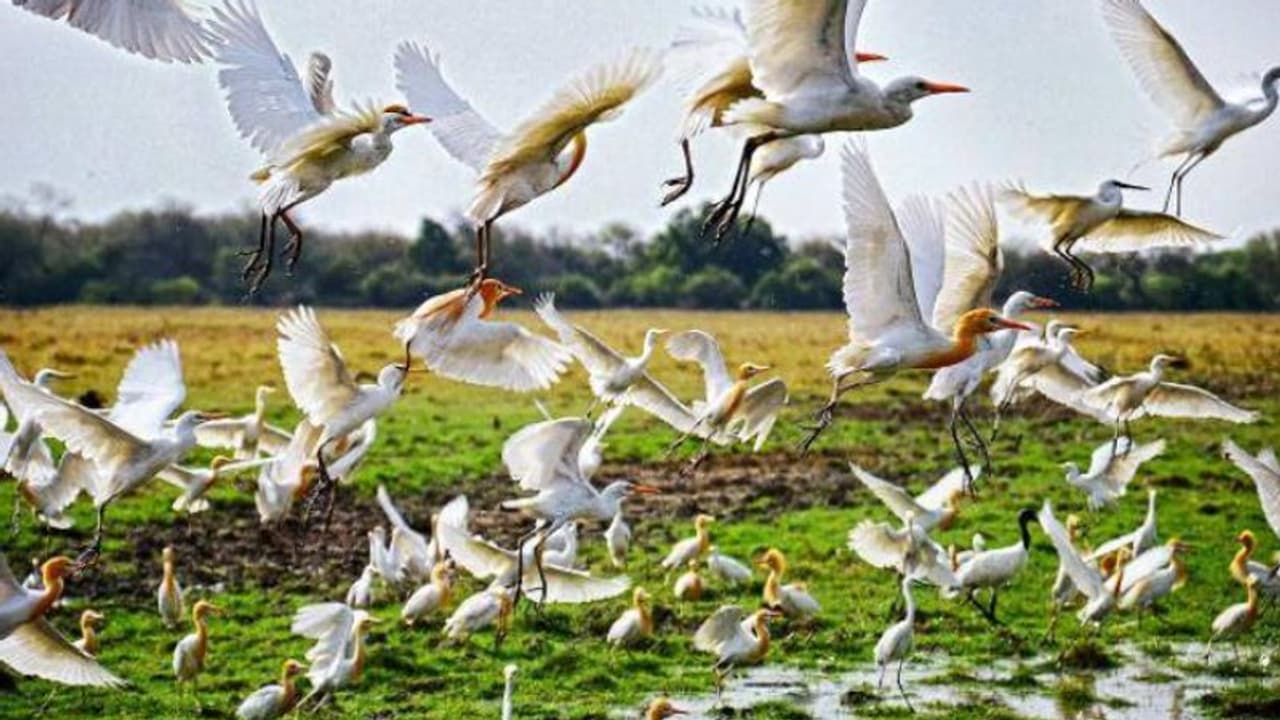 பறவைகளை காக்க ஒரு "சைலென்ட் தீபாவளி".. 22 ஆண்டுகளாக தொடரும் ஆச்சர்யம் தமிழகத்தின் 7 அதிசய கிராமங்கள்! பறவைகளை காக்க ஒரு "சைலென்ட் தீபாவளி".. 22 ஆண்டுகளாக தொடரும் ஆச்சர்யம் தமிழகத்தின் 7 அதிசய கிராமங்கள்!