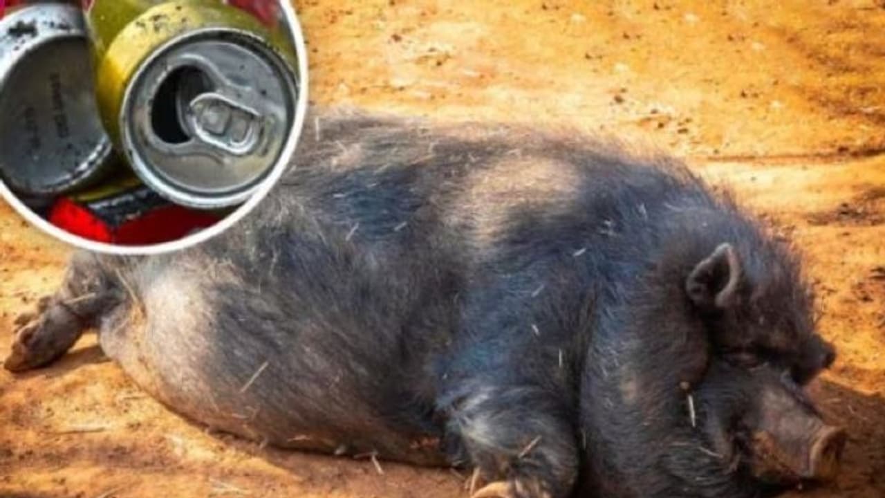 ಪ್ರವಾಸಿಗರು ತಂದ ಎಣ್ಣೆ ಕುಡಿದು ಅವಾಂತರವೆಬ್ಬಿಸಿದ ಕಾಡು ಹಂದಿ