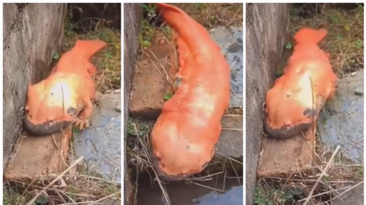 സ്വര്‍ണ്ണവര്‍ണ്ണം, കണ്ടാല്‍ മുഷുവിനെ പോലെ, പക്ഷേ മുന്‍കാലുകളില്‍ ഇഴഞ്ഞ് നടപ്പ്; കാണാം ഒരു സലാമാണ്ടര്‍ വീഡിയോ !