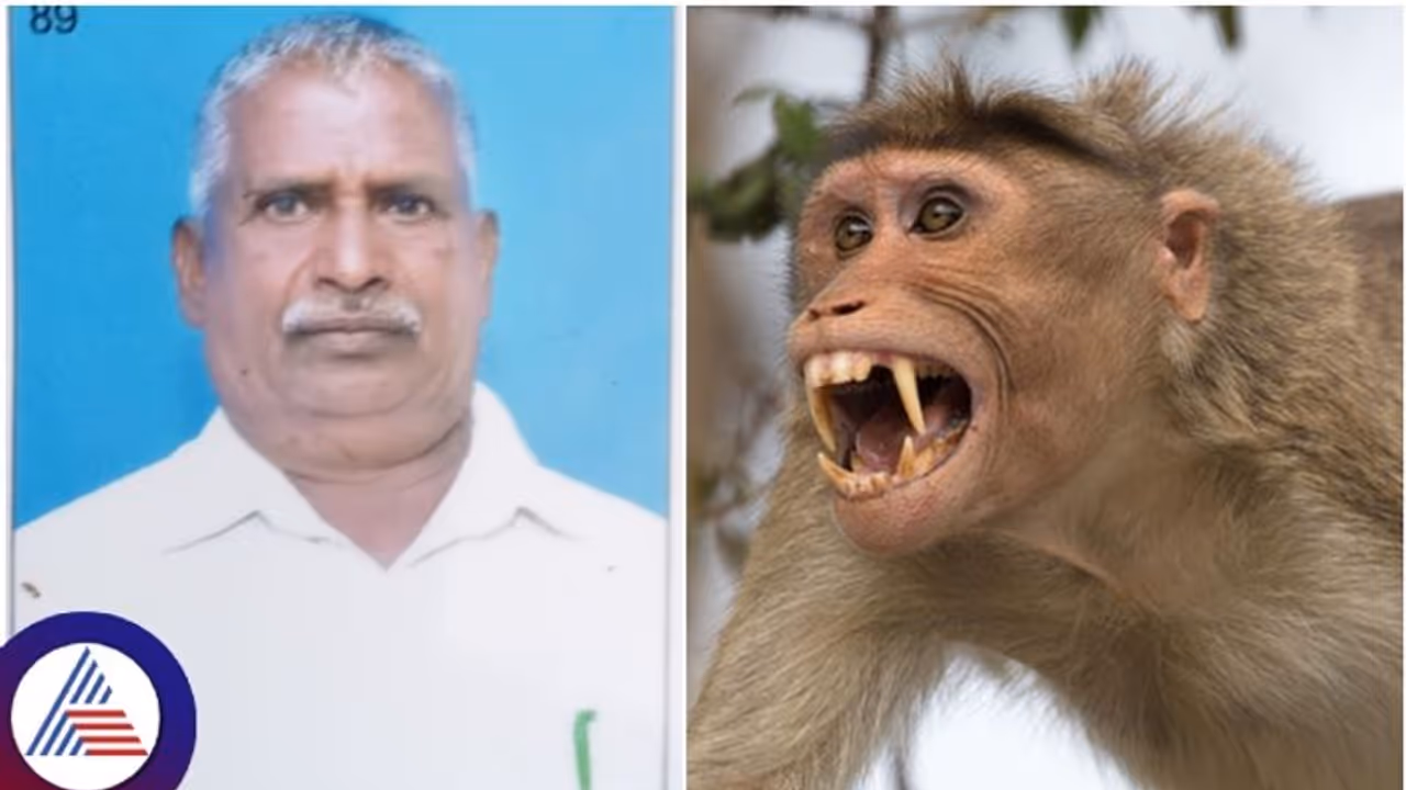 ಮಂಗನ ದಾಳಿಗೆ ಬಲಿಯಾದ ವ್ಯಕ್ತಿ: ಕೈ ರಕ್ತನಾಳವನ್ನೇ ಕಚ್ಚಿತಾ ಕೋತಿ!