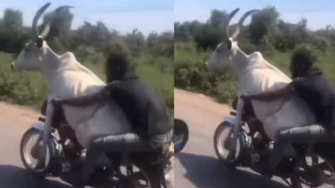 അവിശ്വസനീയം; കാളയേയും ബൈക്കിലിരുത്തി യുവാവിന്റെ റൈഡ്, എങ്ങനെ സാധിക്കുന്നുവെന്ന് സോഷ്യൽ‌ മീഡിയ 