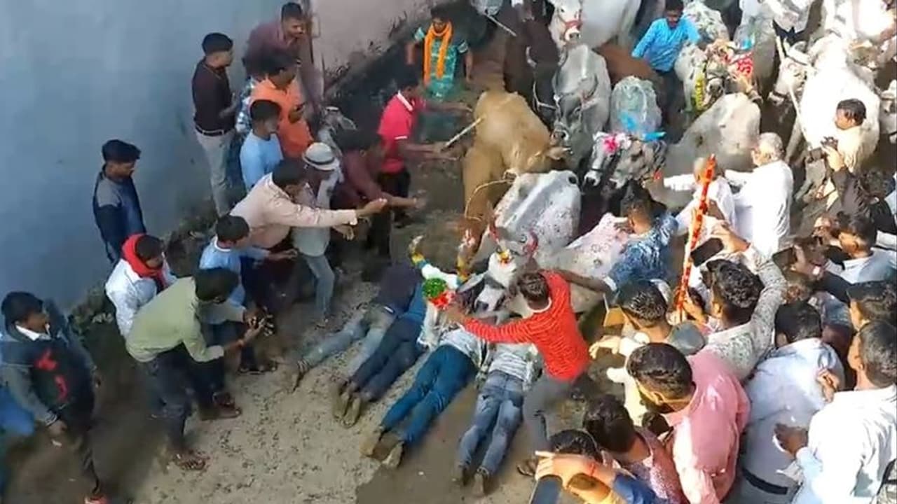 பசு மாட்டிடம் மிதி வாங்கினால் நினைச்சது நடக்குமாம்! தீபாவளிக்கு மறுநாள் நடக்கும் வினோதச் சடங்கு!